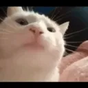 asa's profile picture